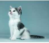 Котик британец мальчик