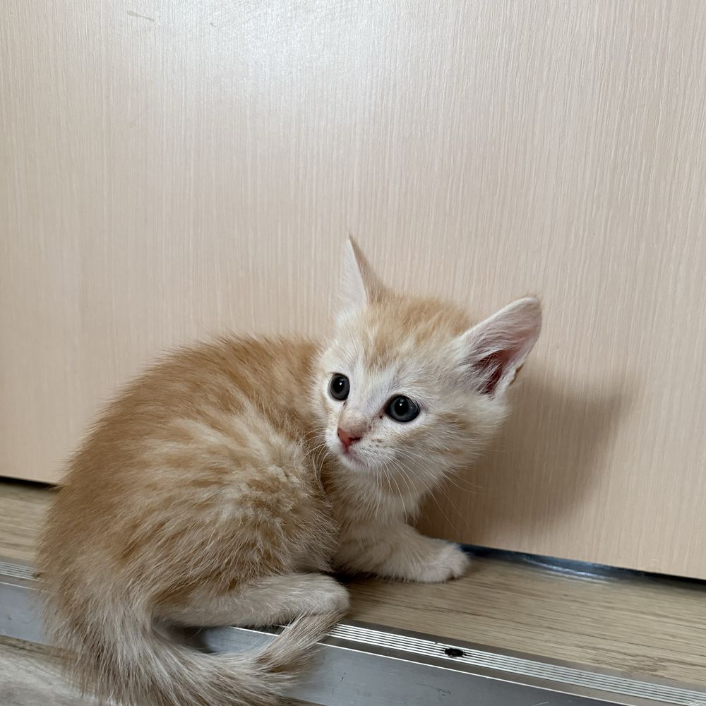 Котят в добрые руки