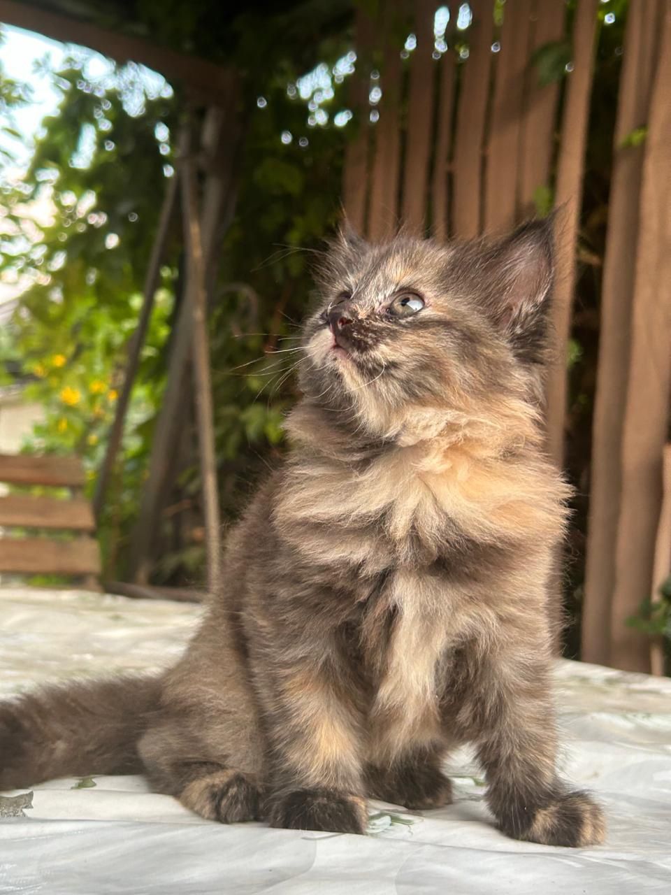 Котёнок ласковый.