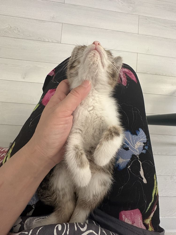 Котенок мальчик  бесплатно в добрые руки