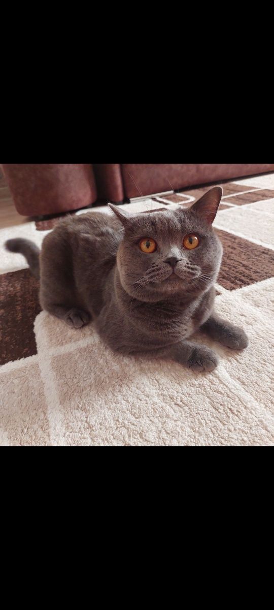 Кот для вязки британец