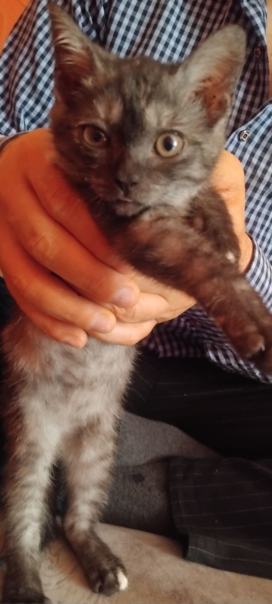 Отдам котёнка бесплатно