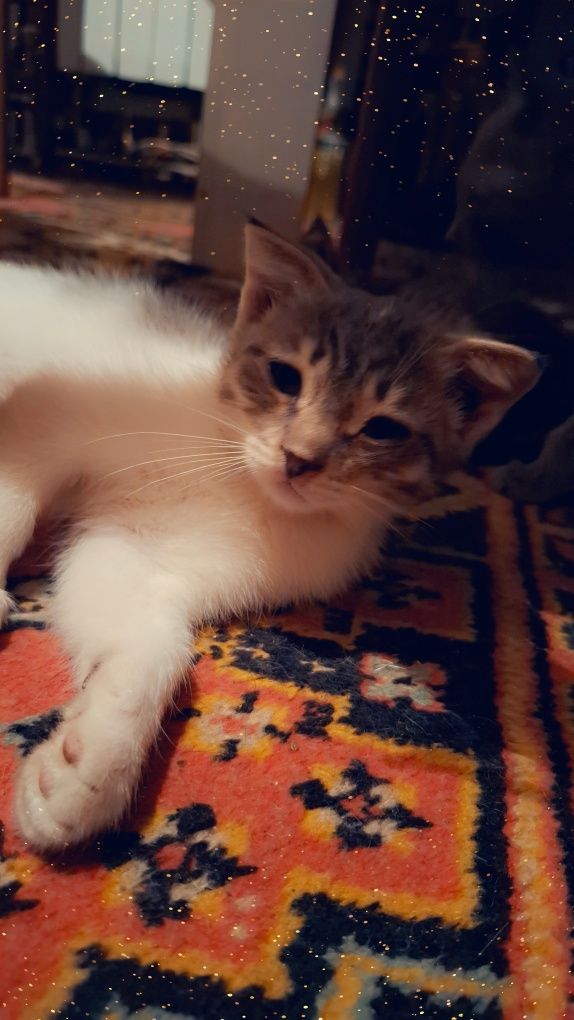 Милая вислоухая кошечка