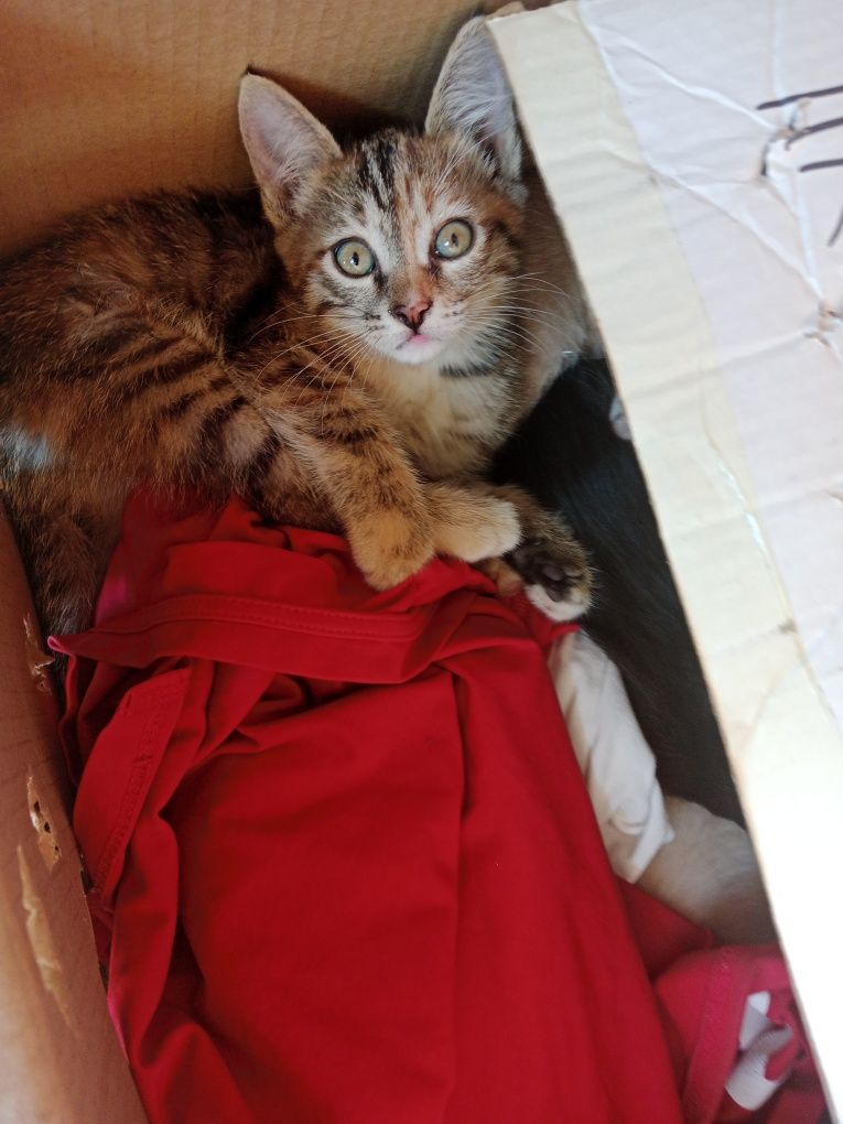 котята в хорошие руки