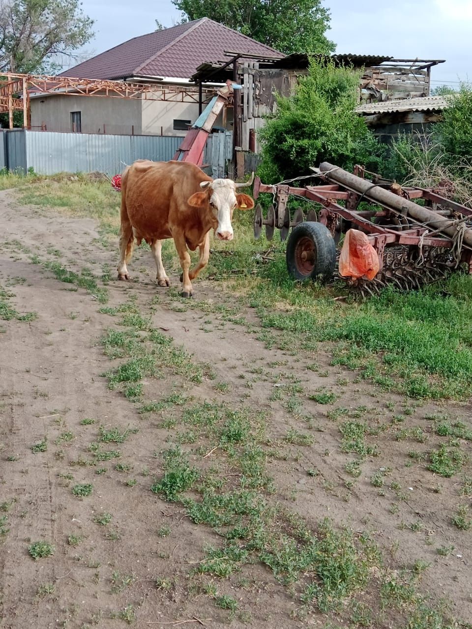Крупно рогатый скот