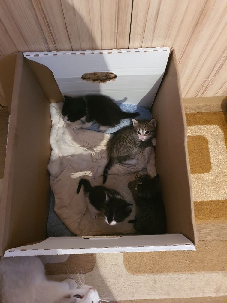 Отдам котят в добрые руки