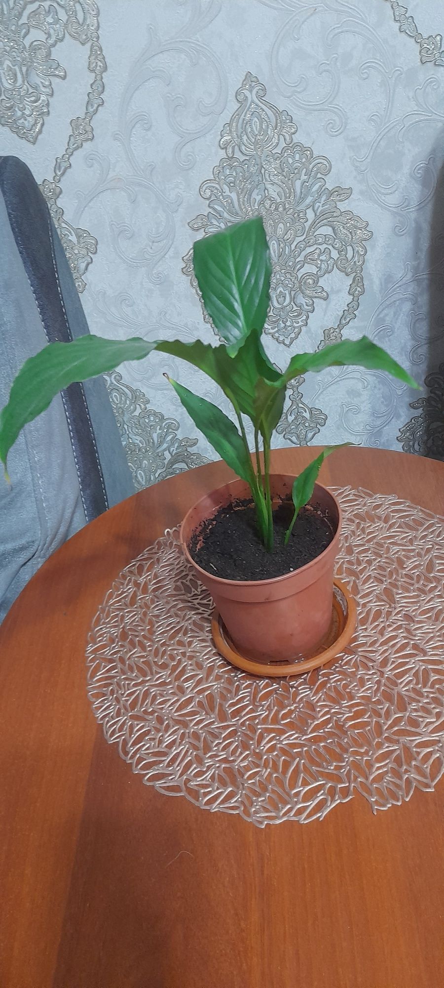 Продам  цветок женское счастье
