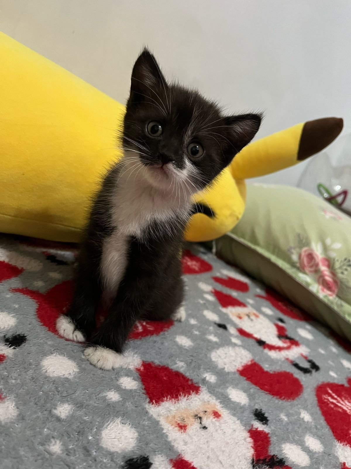 Котята за шоколадку)