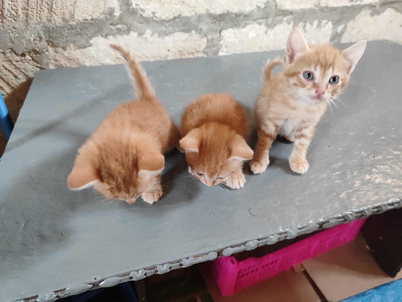 Отдам котенка в добрые руки бауырластар 2