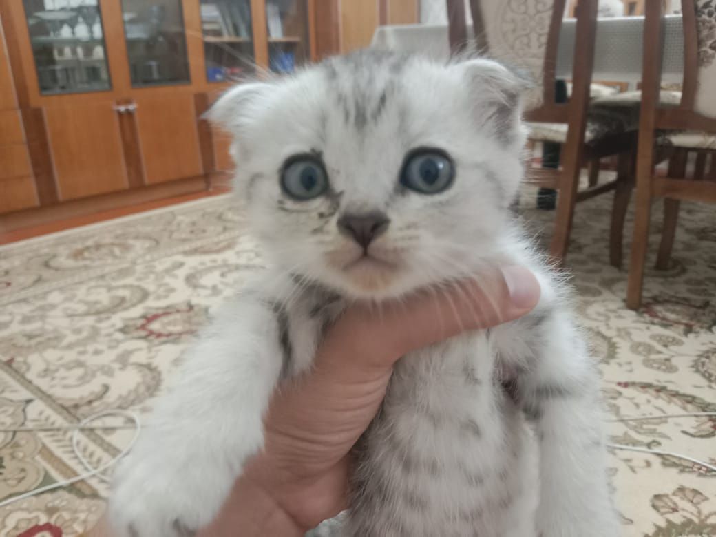 Котята веслоухие полтора месяца