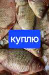Закупаем свежую рыбу