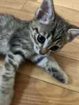 Котенок в добрые руки