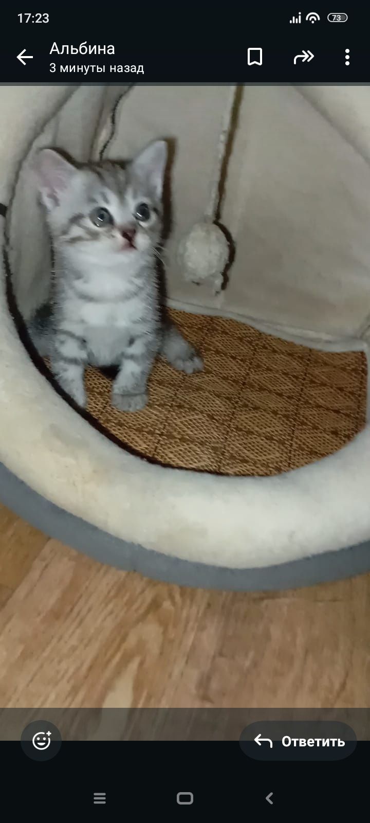 Скотиш фолд 1 месяце Приученны к лотку.