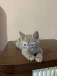 Отдам котов в хорошие руки коты зимееловы