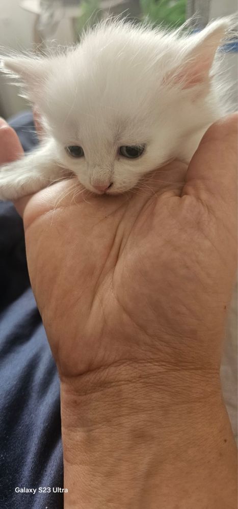 Продам красивых котят район 10 поликлиники