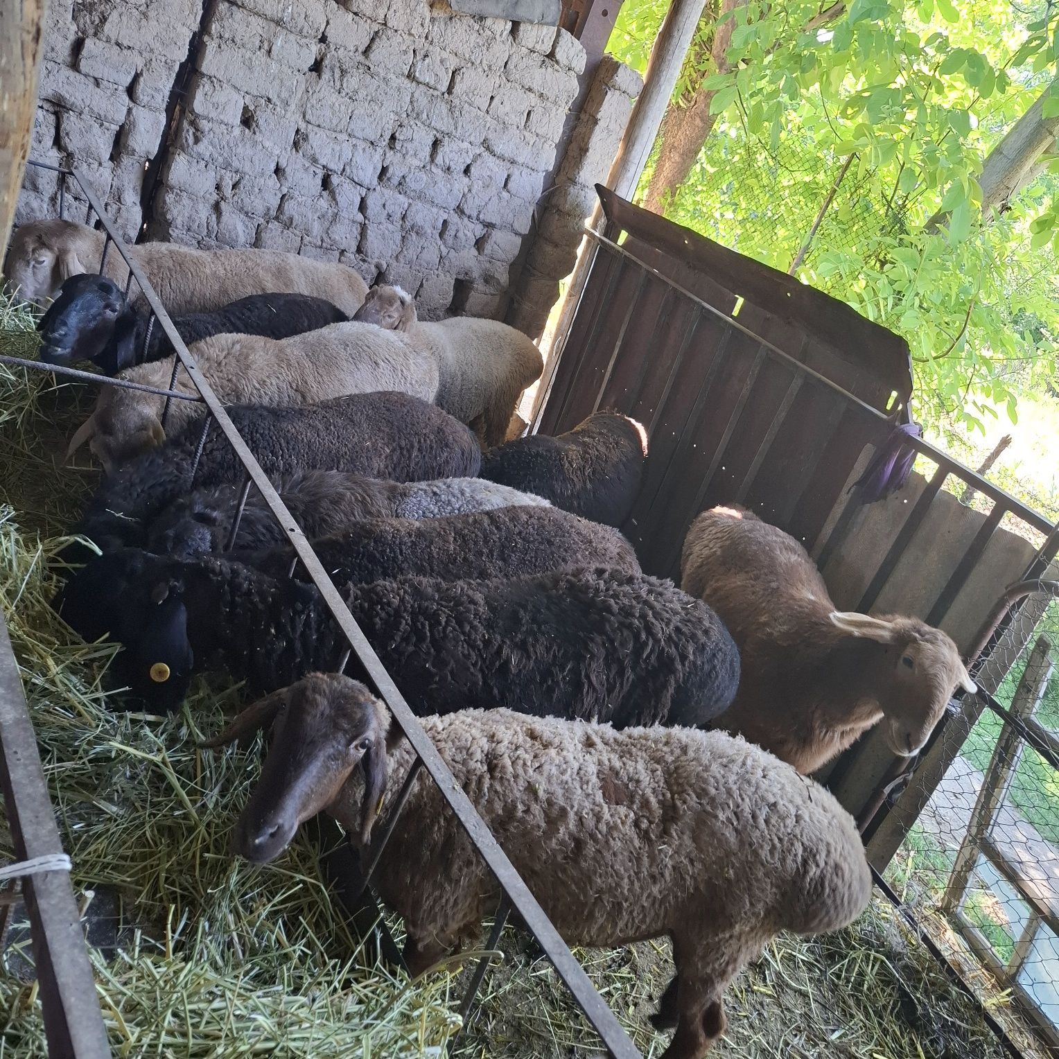Бордакыда турган кошкарлар