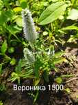 Продам растение разный