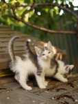 Котята мальчики ищут дом