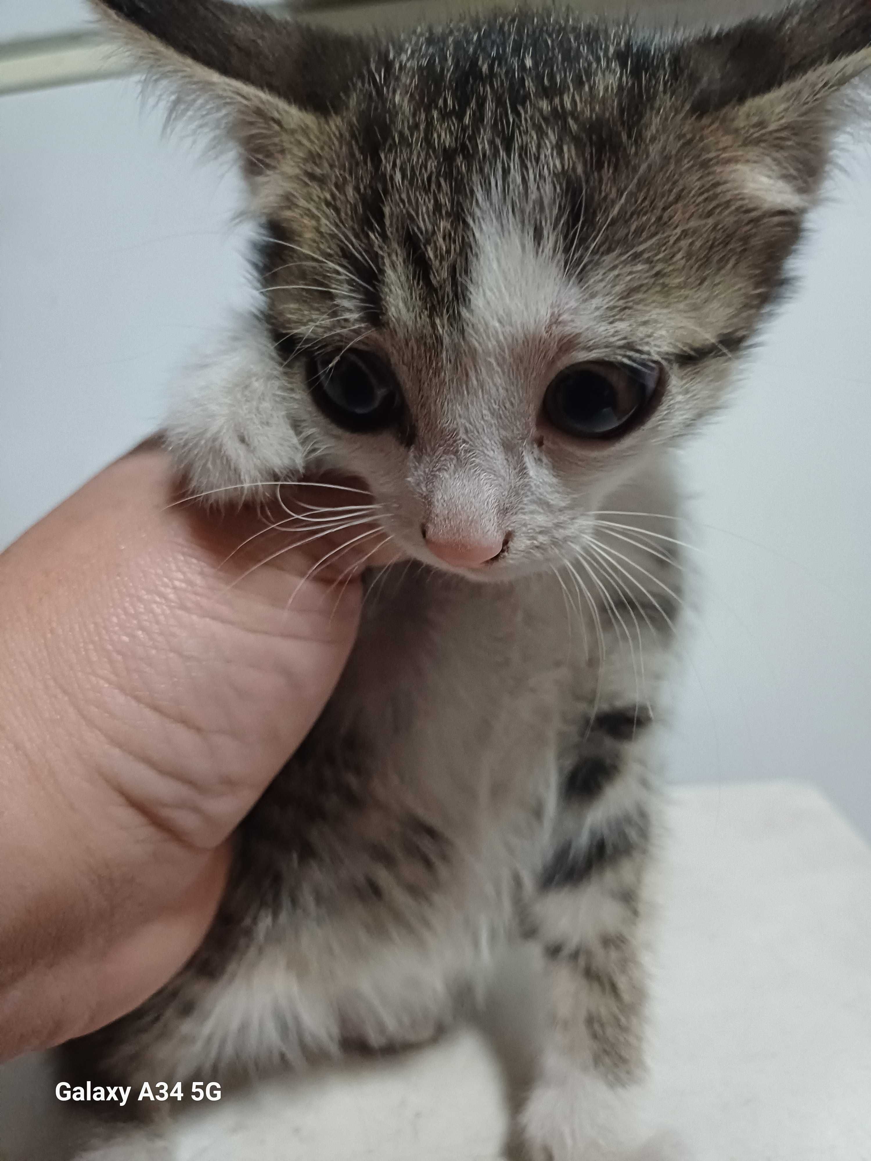Отдам котят в хорошие руки. 3 месяца