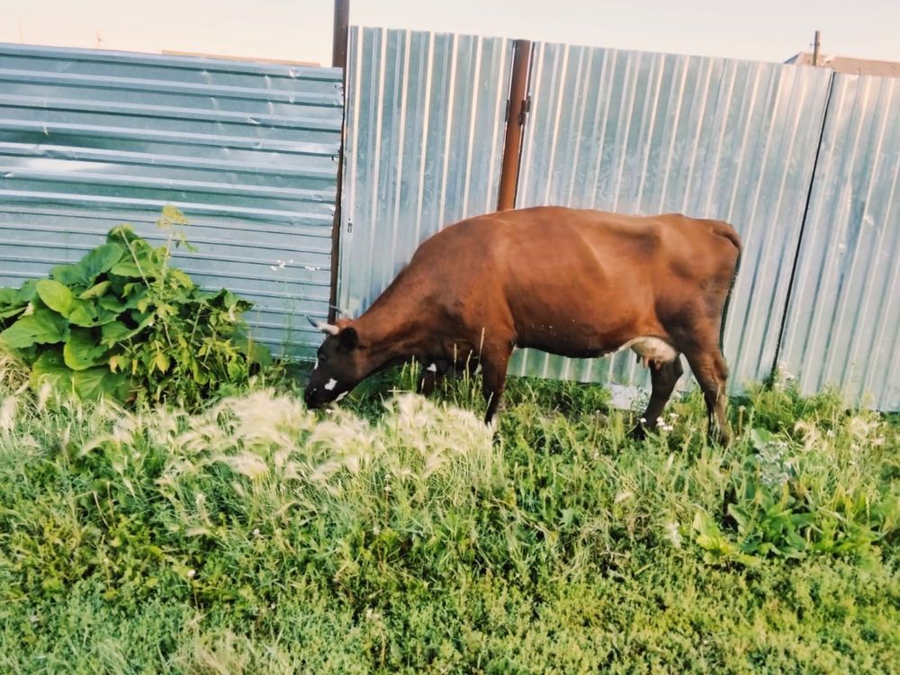 Продам корову дойную