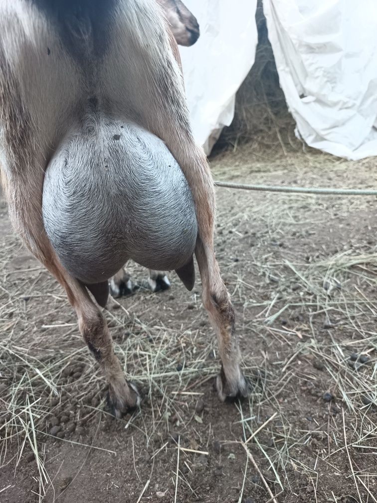 Продам Альпийскую дойную  козу.козу