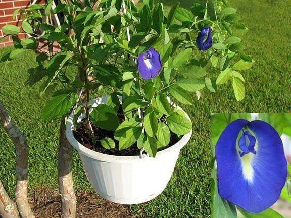 Продам молодые саженцы Клитории