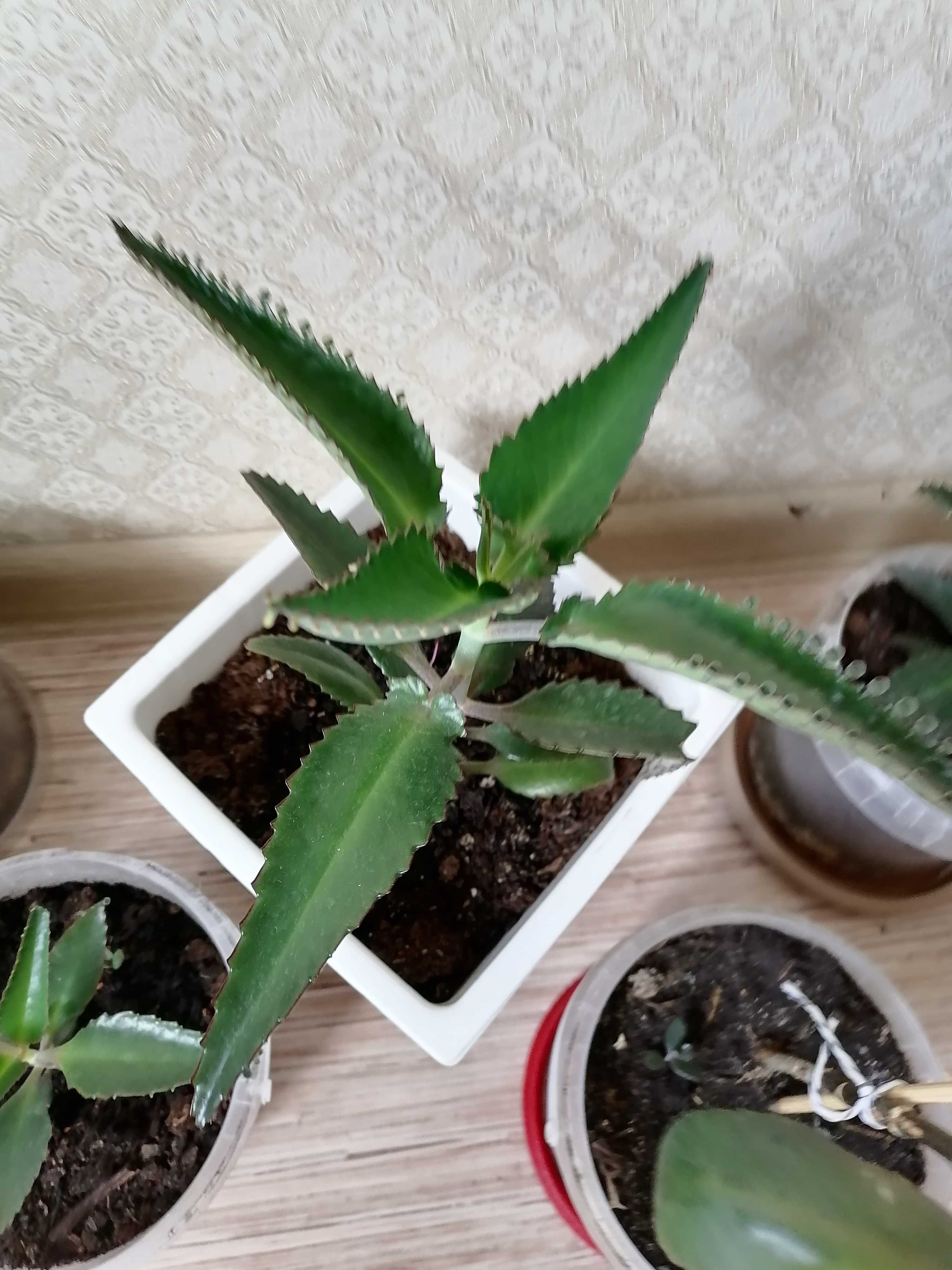 Каланхоэ лечебный