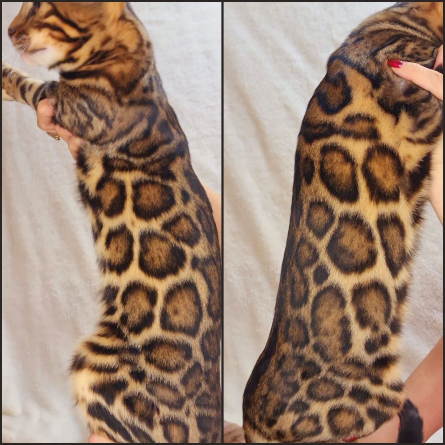 Чистокровные бенгальские котята