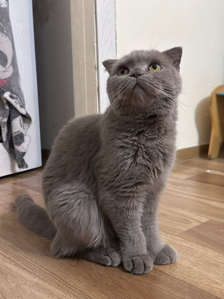 Кастрированная шотландская вислоухая кошка. Звоните по номеру сразу!))