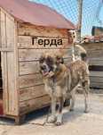 Герда ищет свою семью