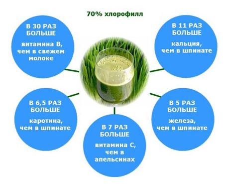 Сок из ростков пшеницы и ячменя — витграс, барли грасс