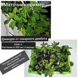 Джинура от сахарного диабета