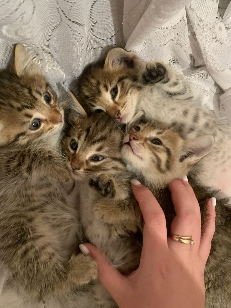 Отдам в хорошие руки котят полосатых