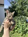 котенок отдадим бесплатно
