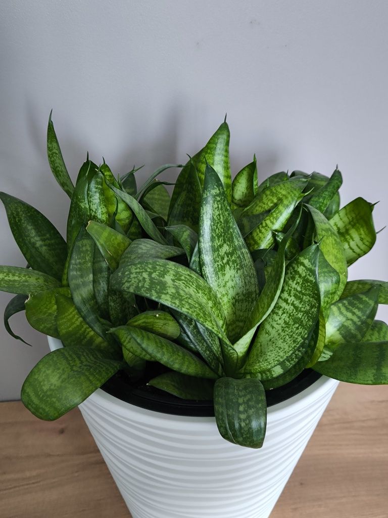 Продам комнатное растение Сансевиерия Ханни (Sansevieria Hahnii)