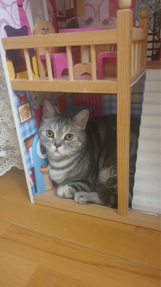Отдам в добрые руки