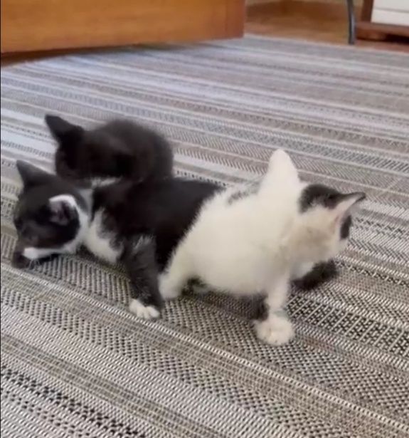 Котята, отдам в хорошие руки