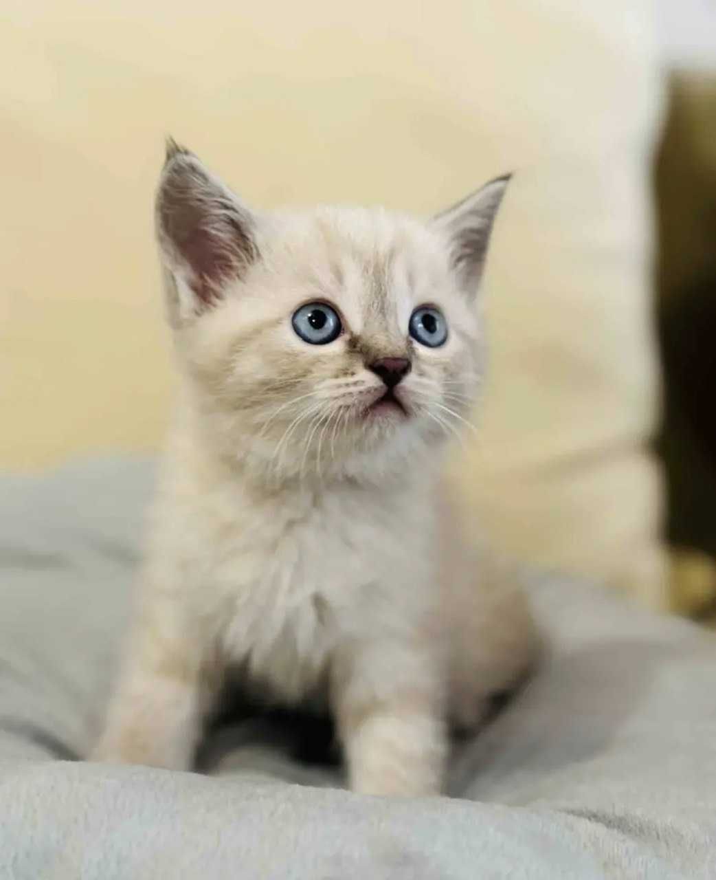 Отдам котенка в хорошие руки