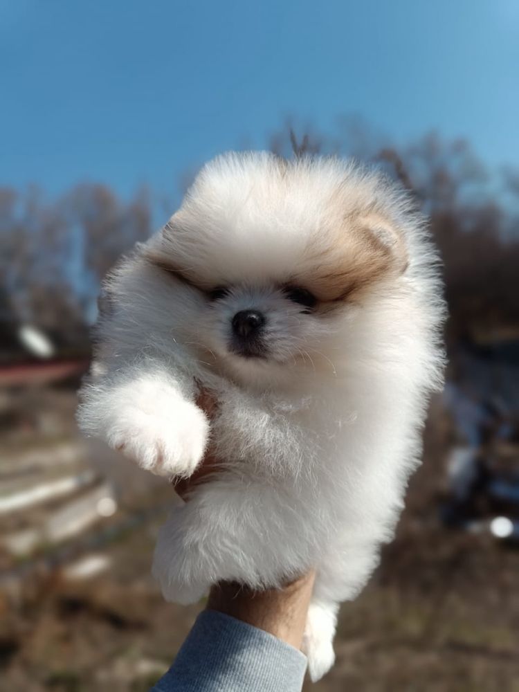 готова к Переезду