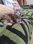 Котята мейнкун  девочки