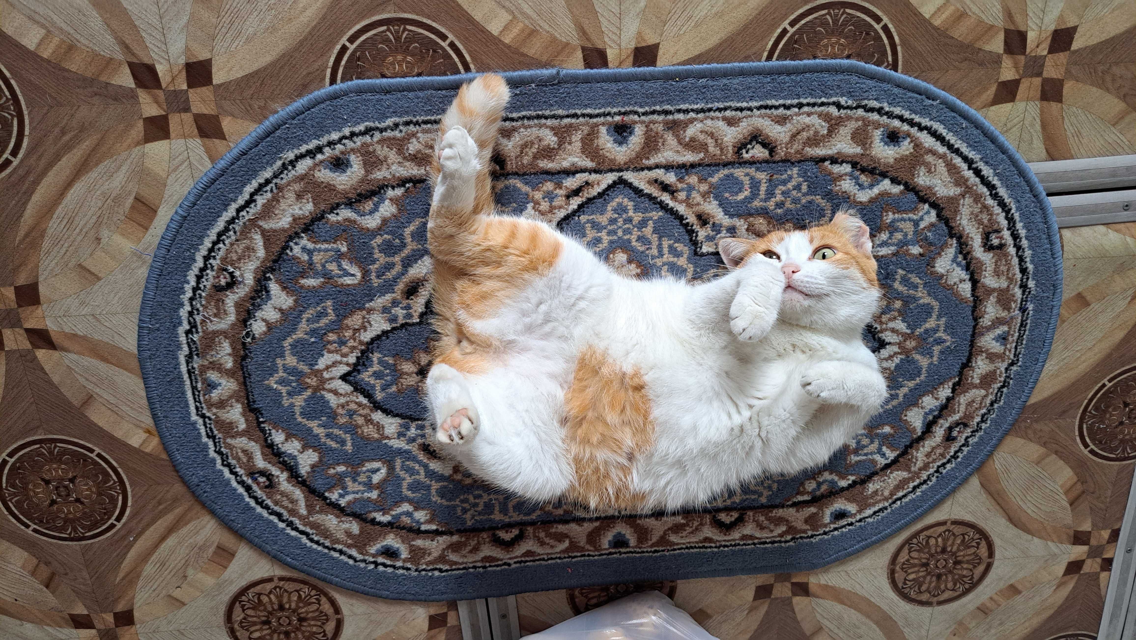 Милая кошечка ищет дом