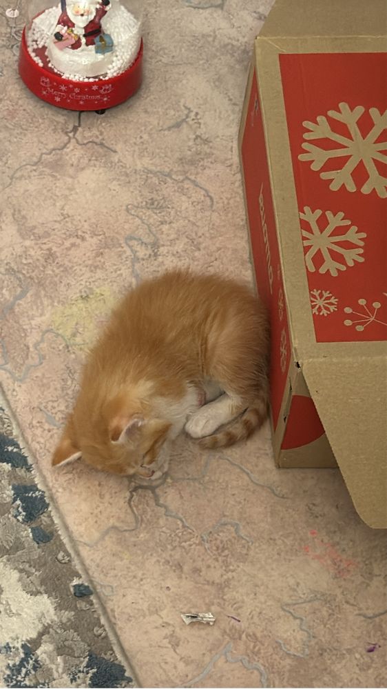 Отдам котенка бесплатно