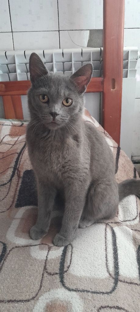Скоттиш страйт кот