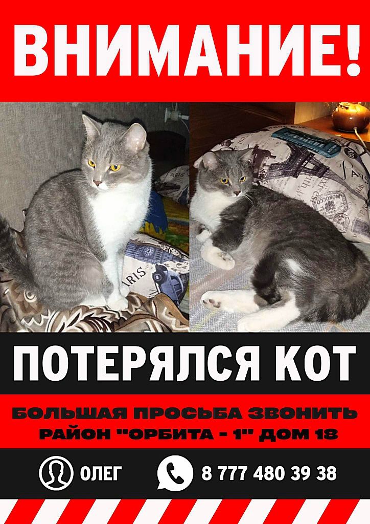 50000 тг. Розыскивается КОТ! Нашедшему вознаграждение!