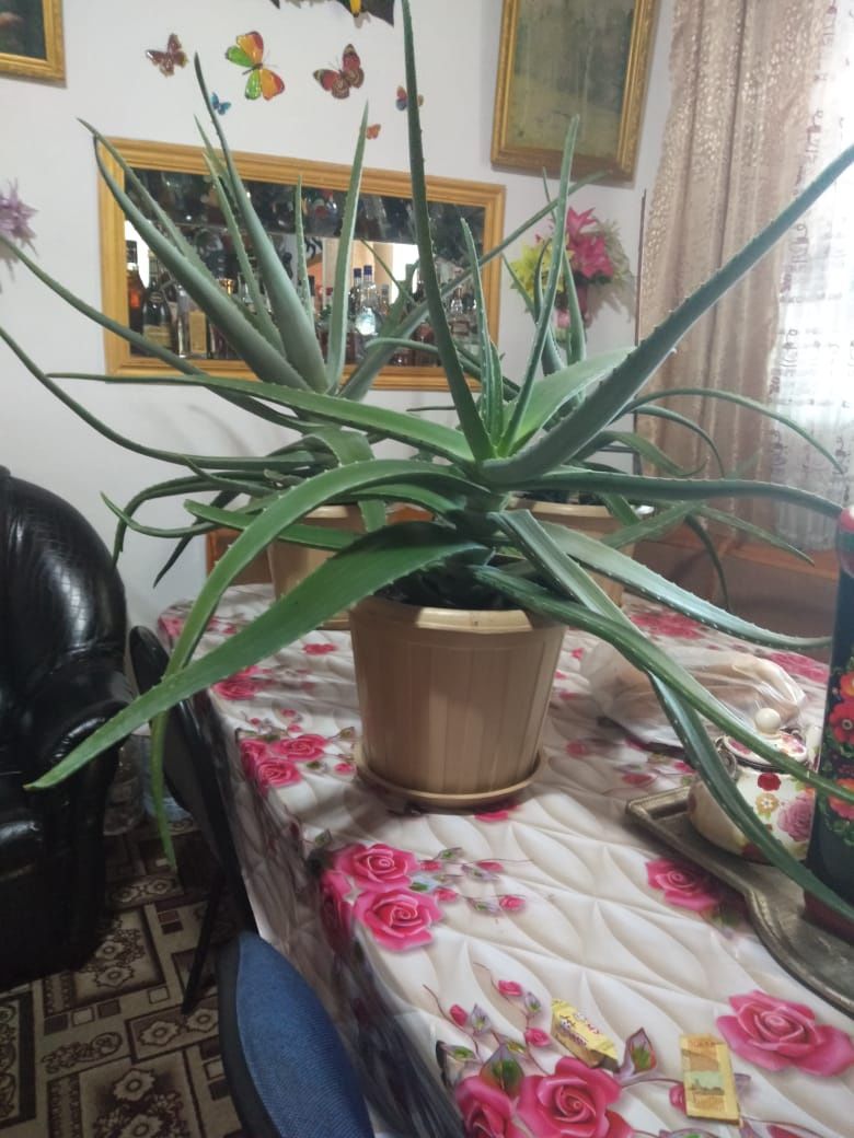 Продам большого размера алое.