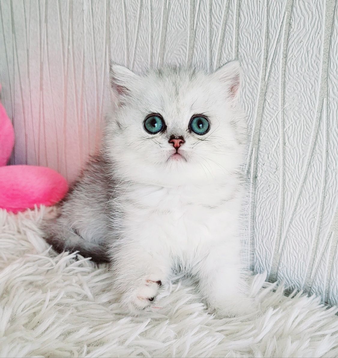 Британские котята