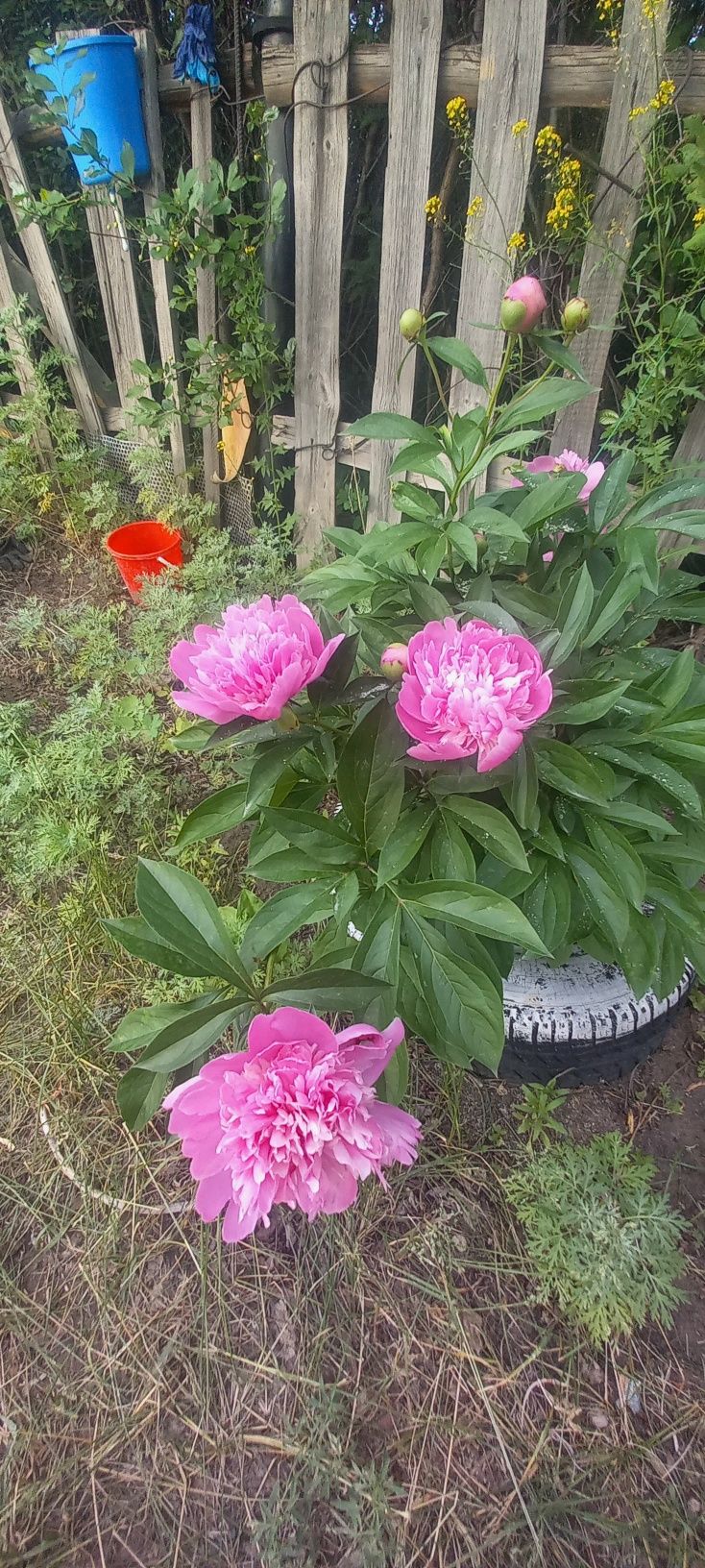 Ародам дачу сад Здоровье 3