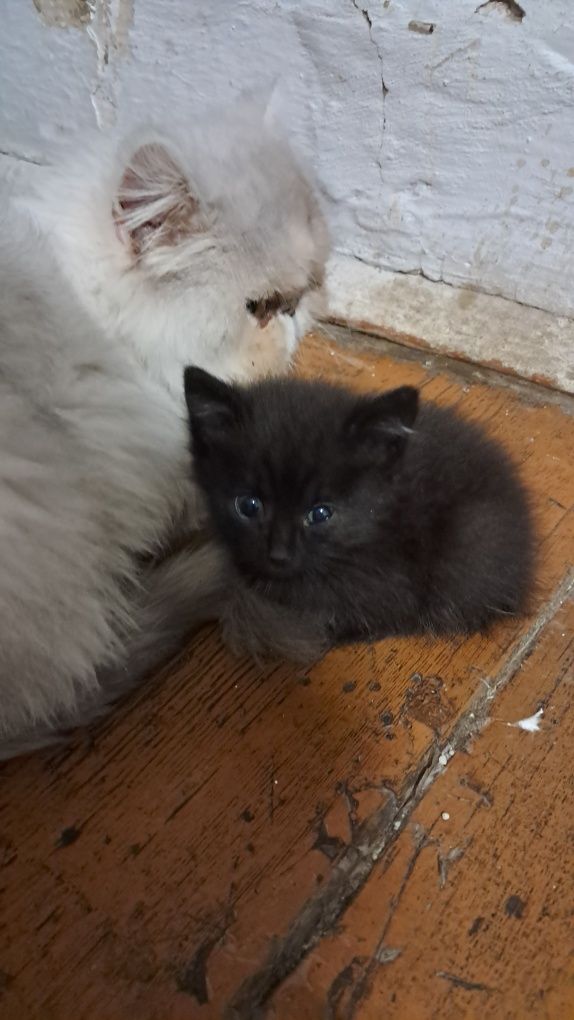 Отдам котят в хорошие руки
