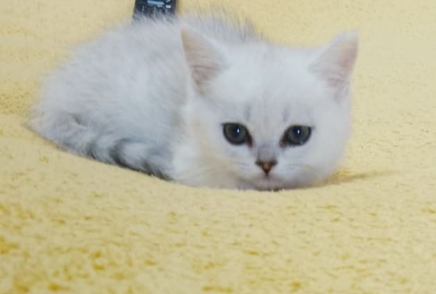 Котики и кошки британские