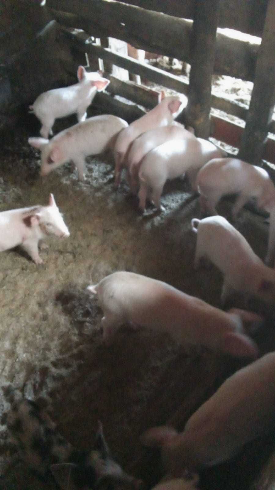 Продам поросят двухмесячные